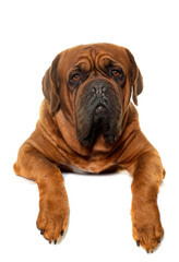 Dogue de Bordeaux