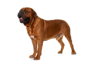 Obraz premium Dogue de Bordeaux