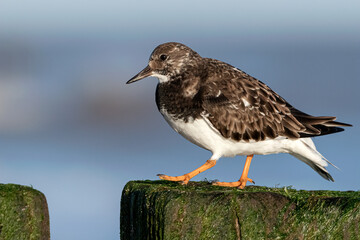 Turnstone on wooden sea defences