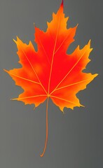 autumn maple leaf