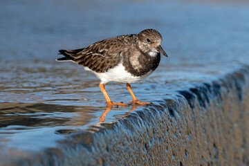 Turnstone standing on concrete sea wall
