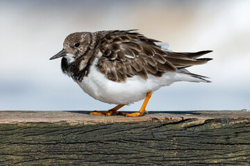 Turnstone on wooden sea defences