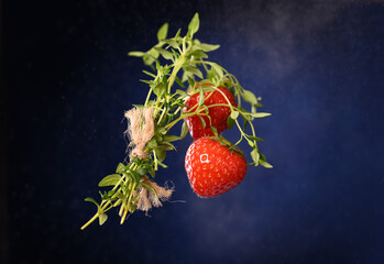 Strawberries with thyme sprig on a dark blue background.