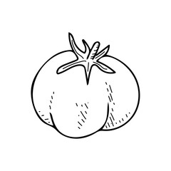 Tomato line art. Farm vegetable. Dietary healthy product. Hand drawn vector sketch illustration.