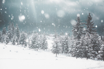 Obraz premium Snowy fir trees
