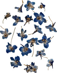 Pressed blue flowers