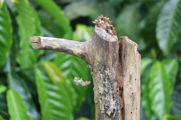 Dry wood in the shape of hook on a natural green leaf background