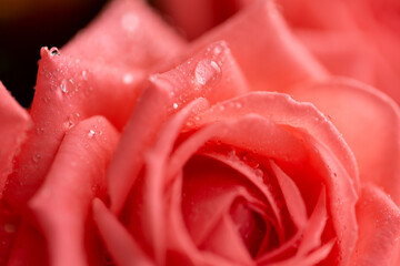 Pink rose flower with drops on the petals.