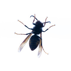Bottom of a wasp against white background