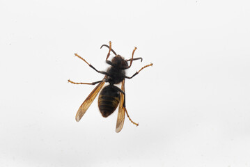 Bottom of a wasp against white background