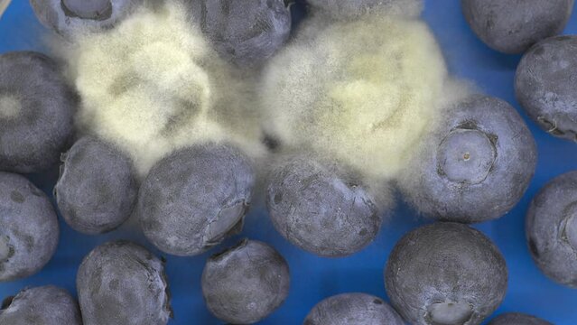 timelapse berries blueberries covered with mold the concept of wrong food