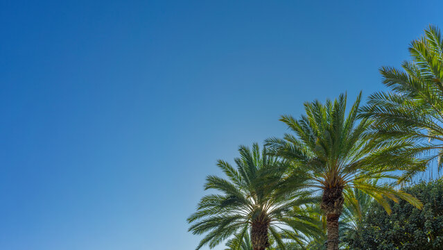 Row of palm trees in a row with clear blue sky.Row of palm trees in a row with clear blue sky.