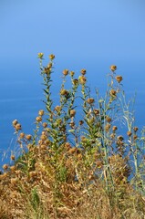 Obraz premium Espacio Natural Maro-Cerro Gordo, cerca de Nerja, Málaga, Andalucía, España