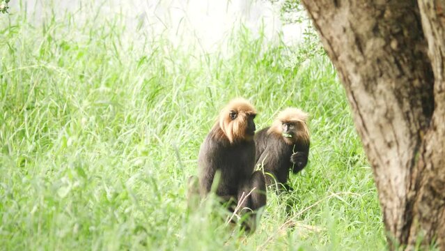 Three monkeys in the the forest
