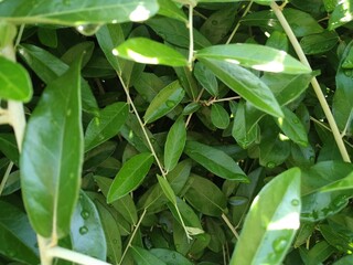 Creative vines background image