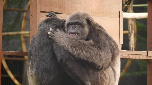 Two hugging monkeyi, One monkey