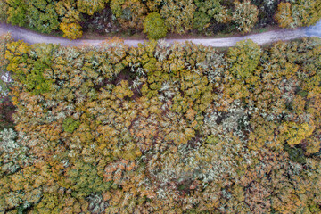 aerial view of a forest track through an oak forest in autumn