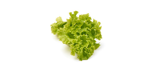 Fototapeta premium Lettuce Salad leaves, isolated on white background.