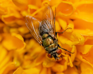 fly on flower