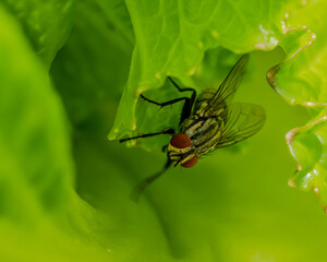 Fototapeta premium Fly on leaf