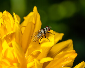 fly on yellow flower