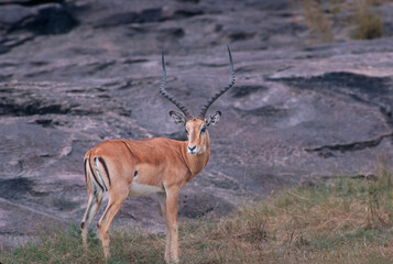 Portrait of Impala ram