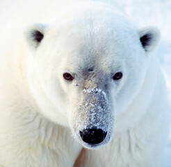 Close up of face and head of polar bear