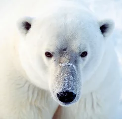 Gordijnen Close up of face and head of polar bear © outdoorsman