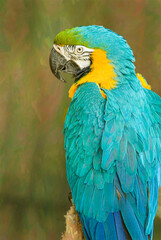 Portrait of a blue and yellow macaw