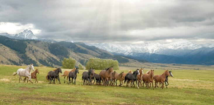 Horse stampede in foothills of Montana mountains - Powered by Adobe