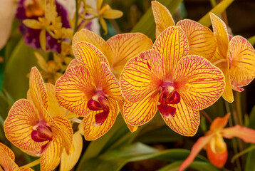 Phalaenopsis orchids display