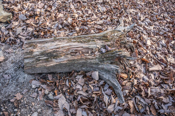 Weathered tree trunk on the ground