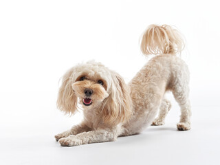  maltipoo on a white background. curly dog in photo studio. Maltese, poodle