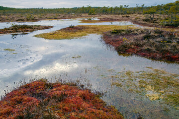 Swamp