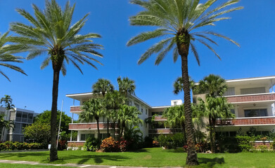 Modern apartment buildings with palm trees at Miami - view from road