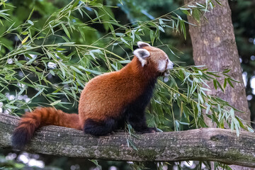 Obraz premium A red panda, Ailurus fulgens, eating bamboo 