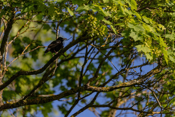 Common European Starling Bird or Sturnus vulgaris perched on branch of in a tree during spring time