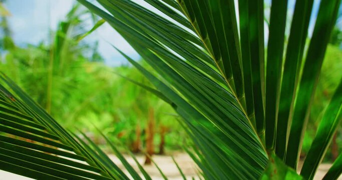 Green tropical forest palm branch close-up. Dense vegetation of exotic trees and bushes in Bali island. Rainforest nature landscape.