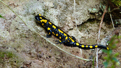 Amphibien