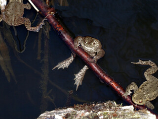 Amphibien