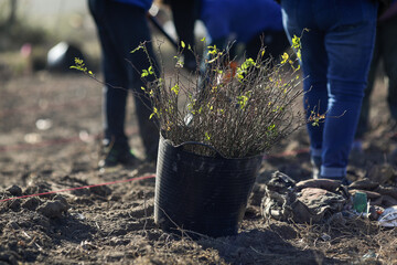 Details with a bucket full of tree sapling during a tree planting activity on a garbage soiled...