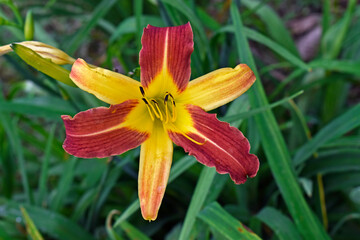 Daylily (Hemerocallis 'bicolor') on garden