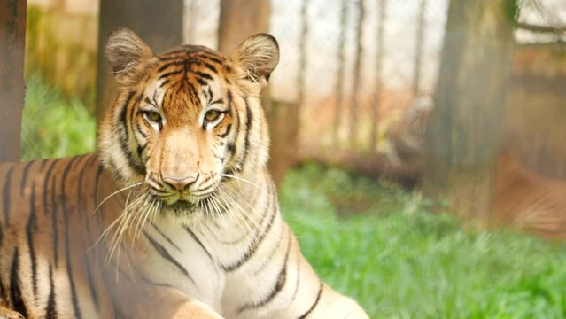 Side rear view sitting tiger