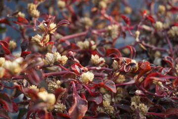 red plants and it's flower