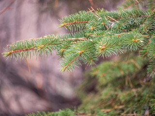 Fir branches with in the sunset light. Background of Christmas tree branches.