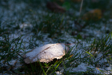The first snow on the leaves