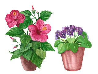 A set of indoor flowers. Violet and pink hibiscus in a pot. All elements are hand-painted in watercolor on a white background. Suitable for printing on fabric, paper, tableware, scrapbooking.