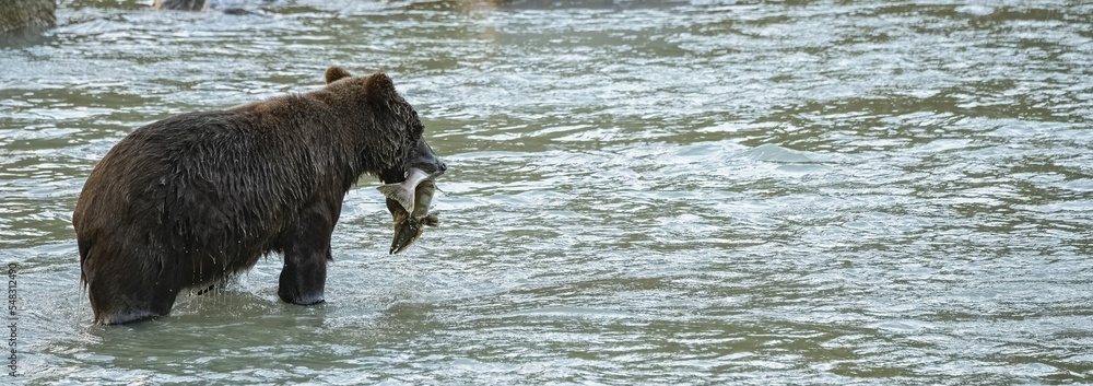 Wall mural A grizzly eating salmon 