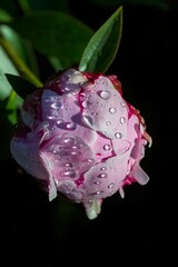 Drops on a pink peony