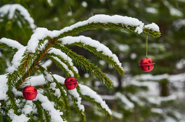 A spruce branch in a snowy forest, on a branch there are three red Christmas balls.
